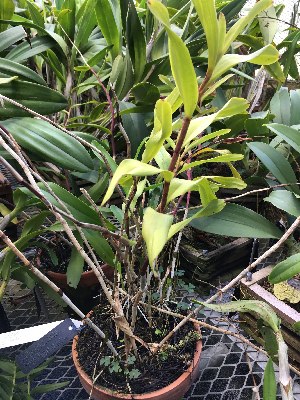  (Epidendrum macrocarpum - ORDNA00865)  @11 [ ] Copyright (2019) Unspecified Atlanta Botanical Garden