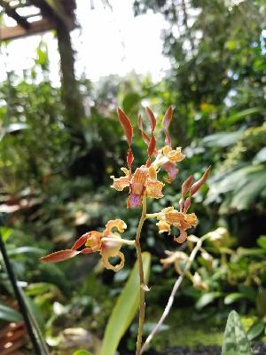  ( - ORDNA00857)  @11 [ ] Copyright (2019) Unspecified Atlanta Botanical Garden