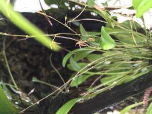  ( - ORDNA00809)  @11 [ ] Copyright (2019) Unspecified Atlanta Botanical Garden