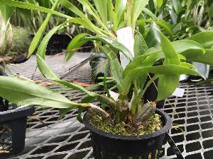  (Cattleya grandis - ORDNA00889)  @11 [ ] Copyright (2019) Unspecified Atlanta Botanical Garden