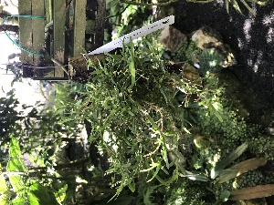  (Angraecum acutipetalum - ORDNA00221)  @11 [ ] Copyright (2019) Unspecified Atlanta Botanical Garden