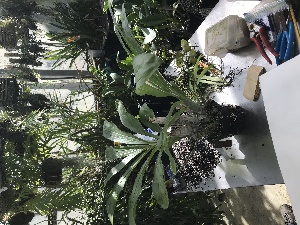  (Catasetum - ORDNA00186)  @11 [ ] Copyright (2019) Unspecified Atlanta Botanical Garden