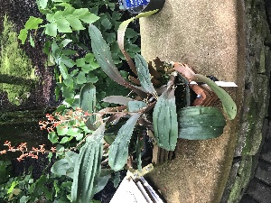  (Liparis nutans - ORDNA00165)  @11 [ ] Copyright (2019) Unspecified Atlanta Botanical Garden