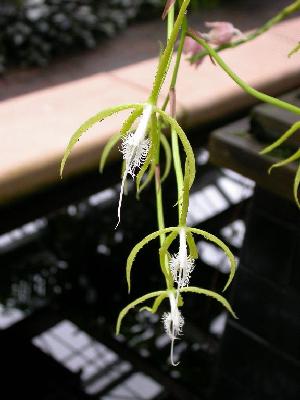  (Epidendrum ciliare - ORDNA00211)  @11 [ ] Copyright (2019) Unspecified Atlanta Botanical Garden