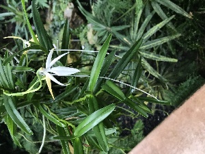  (Jumellea confusa - ORDNA00191)  @11 [ ] Copyright (2019) Unspecified Atlanta Botanical Garden