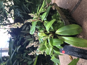  (Polystachya coriscensis - ORDNA00223)  @11 [ ] Copyright (2019) Unspecified Atlanta Botanical Garden