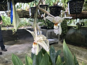  (Stanhopea ruckeri - ORDNA00185)  @11 [ ] Copyright (2019) Unspecified Atlanta Botanical Garden