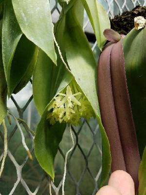  (Epidendrum vesicatum - ORDNA00645)  @11 [ ] Copyright (2019) Unspecified Atlanta Botanical Garden