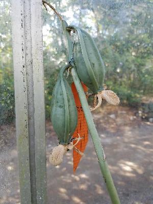  (Catasetum sanguineum - ORDNA00183)  @11 [ ] Copyright (2019) Unspecified Atlanta Botanical Garden