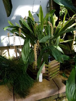  ( - ORDNA00561)  @11 [ ] Copyright (2019) Unspecified Atlanta Botanical Garden