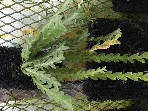  ( - ORDNA00642)  @11 [ ] Copyright (2019) Unspecified Atlanta Botanical Garden