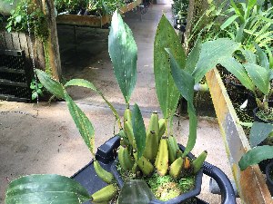  (Bifrenaria tyrianthina - ORDNA00558)  @11 [ ] Copyright (2019) Unspecified Atlanta Botanical Garden