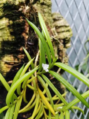  (Tridactyle tridentata - ORDNA00639)  @11 [ ] Copyright (2019) Unspecified Atlanta Botanical Garden