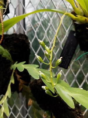  (Liparis rhombea - ORDNA00648)  @11 [ ] Copyright (2019) Unspecified Atlanta Botanical Garden