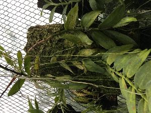  (Angraecum eichlerianum - ORDNA00647)  @11 [ ] Copyright (2019) Unspecified Atlanta Botanical Garden