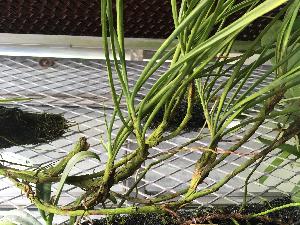  (Cryptocentrum latifolium - ORDNA00637)  @11 [ ] Copyright (2019) Unspecified Atlanta Botanical Garden