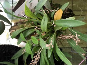  (Liparis cespitosa - ORDNA00508)  @11 [ ] Copyright (2019) Unspecified Atlanta Botanical Garden