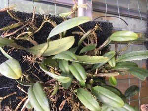  (Bulbophyllum ambrosia - ORDNA00538)  @11 [ ] Copyright (2019) Unspecified Atlanta Botanical Garden