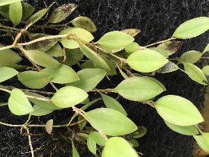  ( - ORDNA00505)  @11 [ ] Copyright (2019) Unspecified Atlanta Botanical Garden