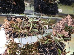  (Angraecum platycornu - ORDNA00513)  @11 [ ] Copyright (2019) Unspecified Atlanta Botanical Garden