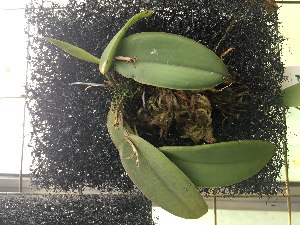  (Acianthera tikalensis - ORDNA00520)  @11 [ ] Copyright (2019) Unspecified Atlanta Botanical Garden