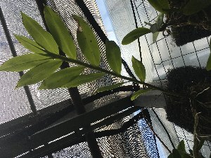  (Epidendrum ilense - ORDNA00528)  @11 [ ] Copyright (2019) Unspecified Atlanta Botanical Garden