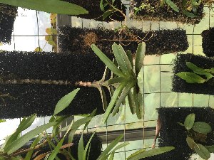  (Angraecum dollii - ORDNA00519)  @11 [ ] Copyright (2019) Unspecified Atlanta Botanical Garden