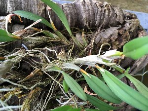  ( - ORDNA00502)  @11 [ ] Copyright (2019) Unspecified Atlanta Botanical Garden