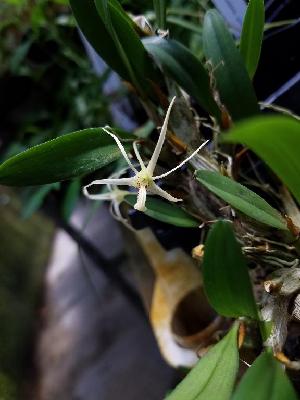  ( - ORDNA00502)  @11 [ ] Copyright (2019) Unspecified Atlanta Botanical Garden