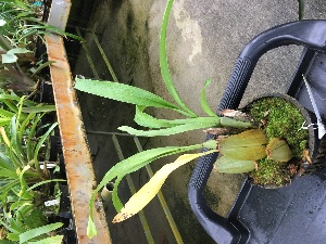  (Oncidium reichenheimii - ORDNA00404)  @11 [ ] Copyright (2019) Unspecified Atlanta Botanical Garden