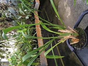  (Oncidium sphacelatum - ORDNA00410)  @11 [ ] Copyright (2019) Unspecified Atlanta Botanical Garden