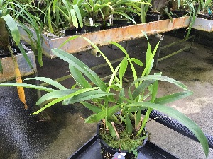  (Brassia warszewiczii - ORDNA00409)  @11 [ ] Copyright (2019) Unspecified Atlanta Botanical Garden