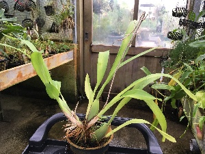  (Oncidium baueri - ORDNA00392)  @11 [ ] Copyright (2019) Unspecified Atlanta Botanical Garden