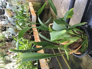  (Oncidium leucochilum - ORDNA00408)  @11 [ ] Copyright (2019) Unspecified Atlanta Botanical Garden