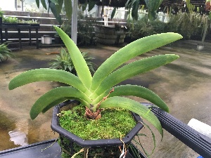  (Angraecum leonis - ORDNA00431)  @11 [ ] Copyright (2019) Unspecified Atlanta Botanical Garden