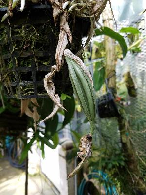  (Stanhopea lietzei - ORDNA00203)  @11 [ ] Copyright (2019) Unspecified Atlanta Botanical Garden