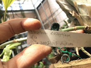  ( - ORDNA00122)  @11 [ ] Copyright (2018) Unspecified Atlanta Botanical Garden
