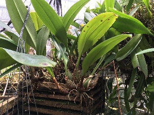  (Bulbophyllum - ORDNA00372)  @11 [ ] Copyright (2019) Unspecified Atlanta Botanical Garden