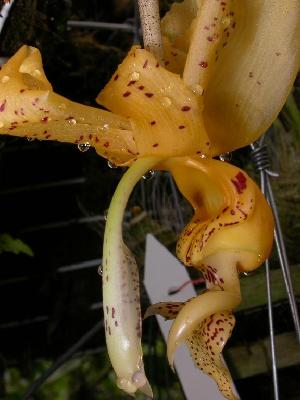  (Stanhopea frymirei - ORDNA00598)  @11 [ ] Copyright (2019) Unspecified Atlanta Botanical Garden