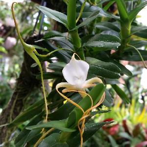  (Angraecum conchoglossum - ORDNA00653)  @11 [ ] Copyright (2019) Unspecified Atlanta Botanical Garden