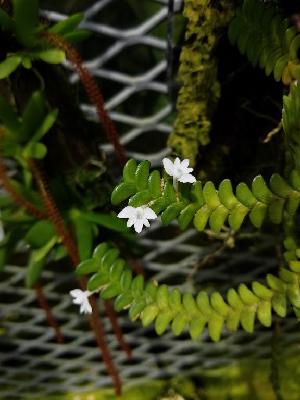  (Angraecum distichum - ORDNA00654)  @11 [ ] Copyright (2019) Unspecified Atlanta Botanical Garden