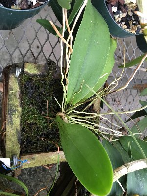  (Trichocentrum undulatum - ORDNA00663)  @11 [ ] Copyright (2019) Unspecified Atlanta Botanical Garden