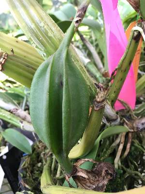  (Cattleya labiata - ORDNA00702)  @11 [ ] Copyright (2019) Unspecified Atlanta Botanical Garden