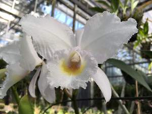 ( - ORDNA00703)  @11 [ ] Copyright (2019) Unspecified Atlanta Botanical Garden