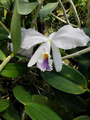  (Cattleya warneri - ORDNA00705)  @11 [ ] Copyright (2019) Unspecified Atlanta Botanical Garden