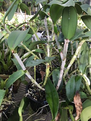  (Cattleya amethystoglossa - ORDNA00706)  @11 [ ] Copyright (2019) Unspecified Atlanta Botanical Garden
