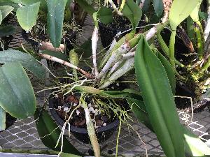  (Cattleya warscewiczii - ORDNA00707)  @11 [ ] Copyright (2019) Unspecified Atlanta Botanical Garden