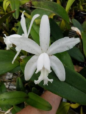  (Cattleya loddigesii - ORDNA00714)  @11 [ ] Copyright (2019) Unspecified Atlanta Botanical Garden
