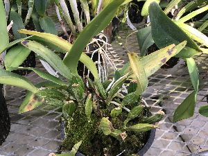  (Cattleya percivaliana - ORDNA00715)  @11 [ ] Copyright (2019) Unspecified Atlanta Botanical Garden