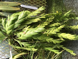  ( - ORDNA00256)  @11 [ ] Copyright (2019) Unspecified Atlanta Botanical Garden